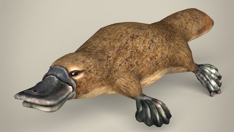 Low Poly Platypus 3D Model