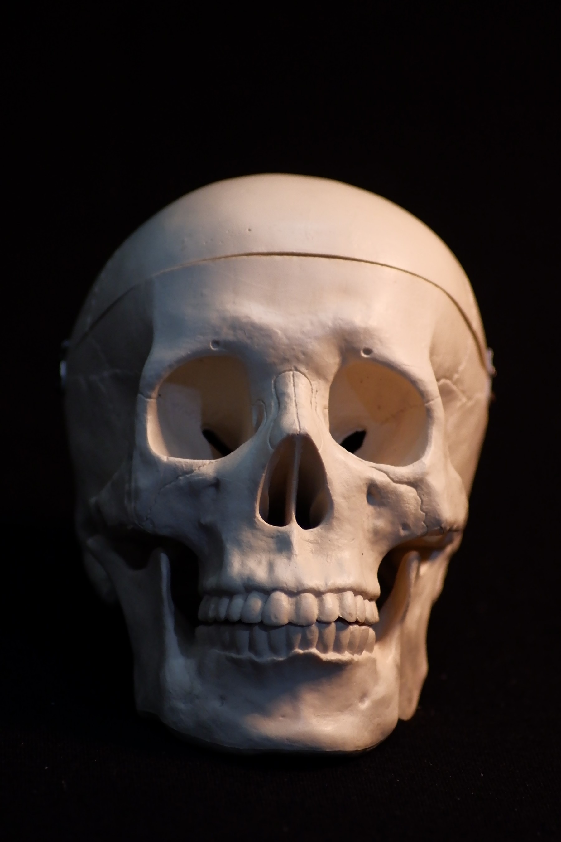 ArtStation - Human skull - Reference pack | Resources