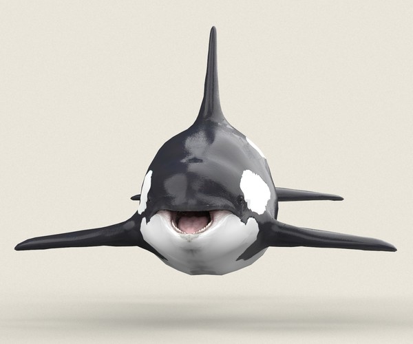 ArtStation - Killer Whale | Resources