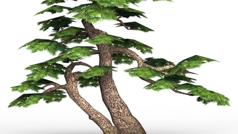 Game Ready Low Poly Tree 16