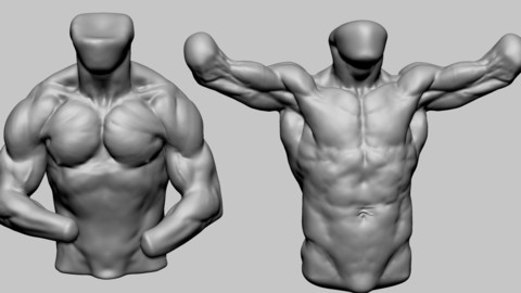 Male Torso Studies 02