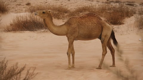 3D Animal | Camel Animated