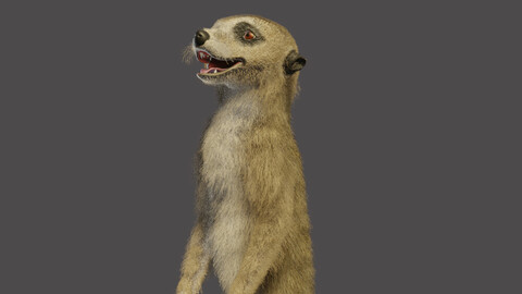 meerkat