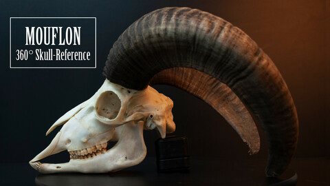 Mouflon Skull - 360 Refernce Pack