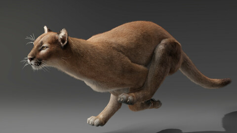 3D Animal | Puma Animated