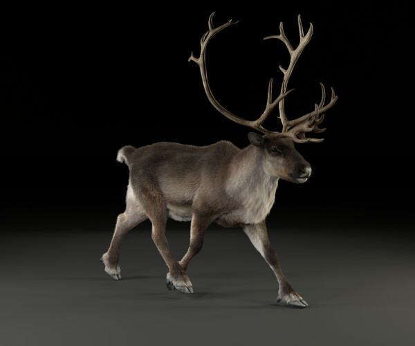 ArtStation - 3D Animal | ReinDeer Male Animated | Resources