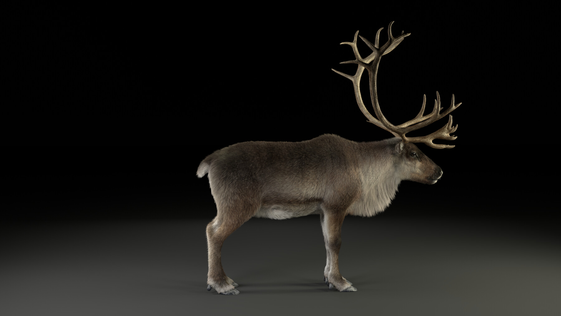 ArtStation - 3D Animal | ReinDeer Male Animated | Resources