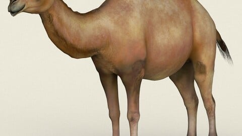 Camel Low Poly PBR Ready 3D Model