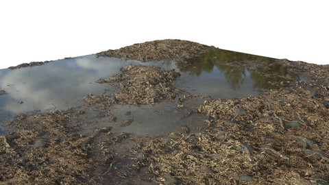forest ground with water