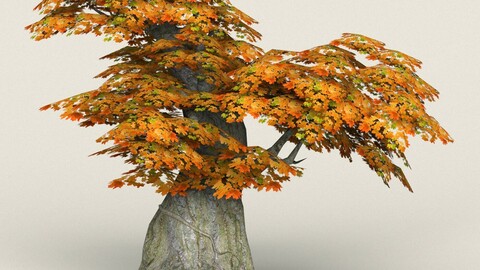 Low Poly Maple Tree 03