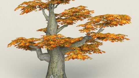 Low Poly Maple Tree 11