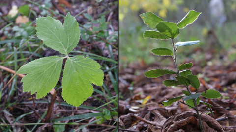 Small Plants CREATIVE PACK