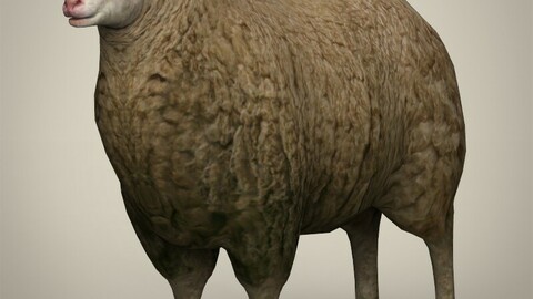 Realistic Low Poly Sheep