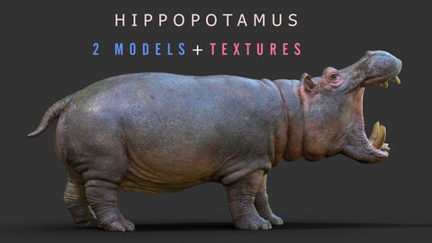HIPPOPOTAMUS-Model-and-Textures-Damien-Guimoneau