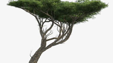 Acacia Tree