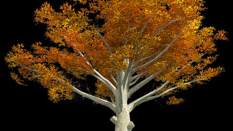 American Beech Fall Tree