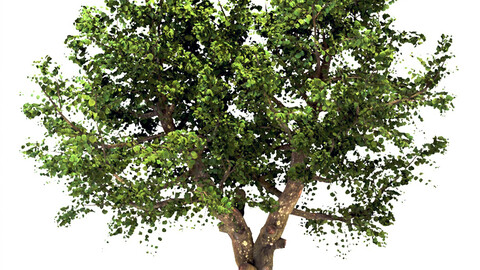 Apple Tree (Malus domestica)