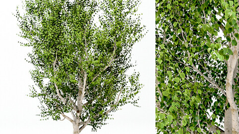 Silver Birch ( Betula Pendula ) Tree