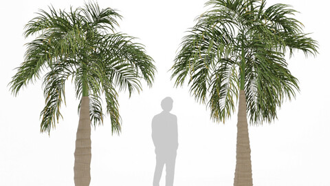 Bottle Palm Tree - Hyophorbe Lagenicaulis Tree