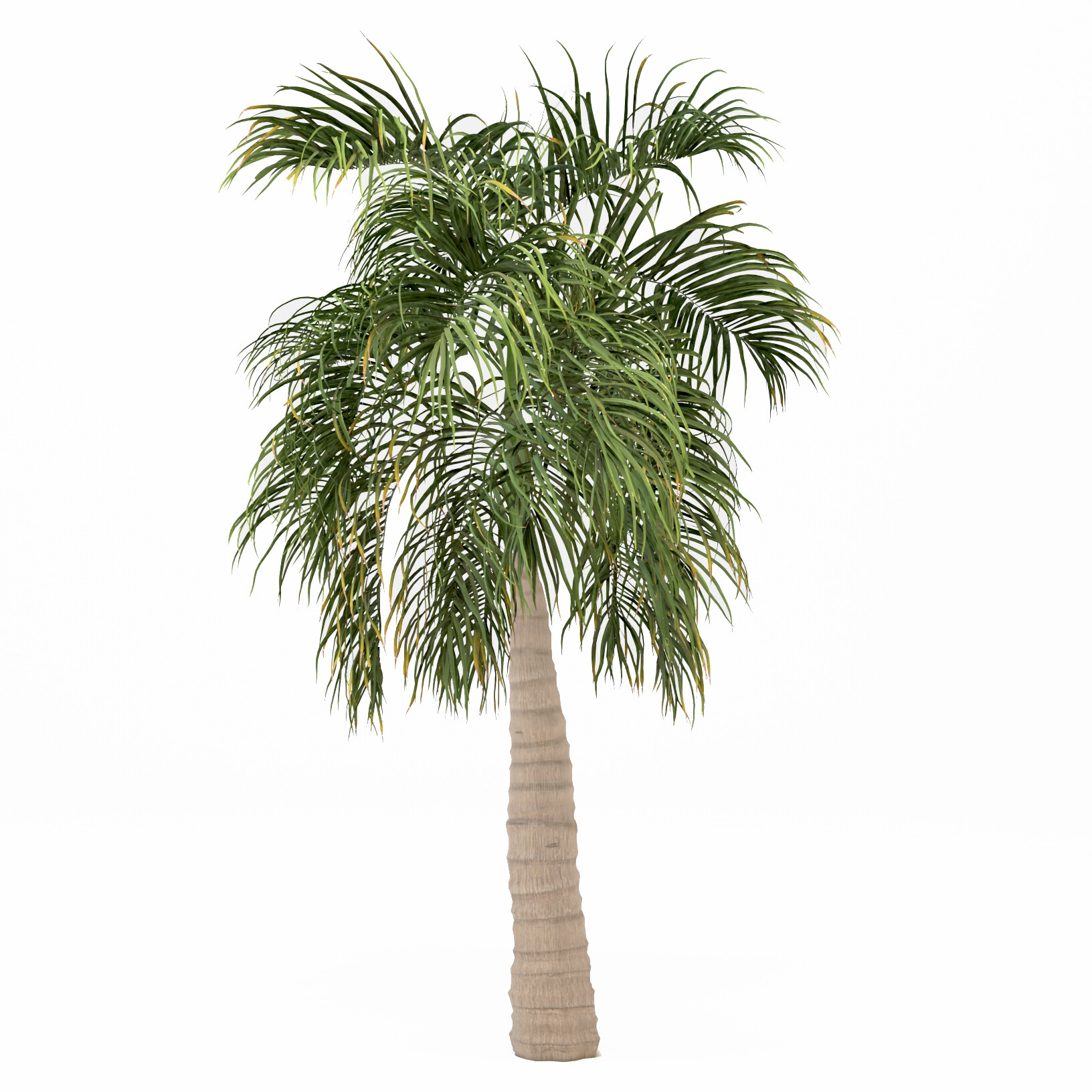 ArtStation Bottle Palm Tree Hyophorbe Lagenicaulis Tree Resources