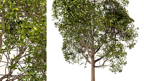 Set of Round Shaped Bay Trees (Laurus Nobilis)