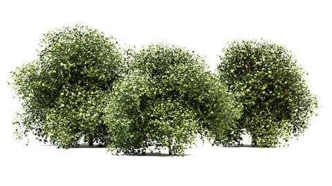 Set of Buxus (Box) Bushes - 3 Sizes