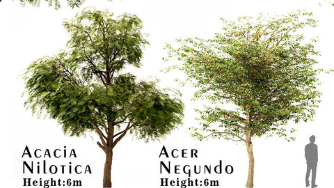 Set of Acacia Nilotica (Gum Arabic) & Acer negundo (boxelder maple) Trees