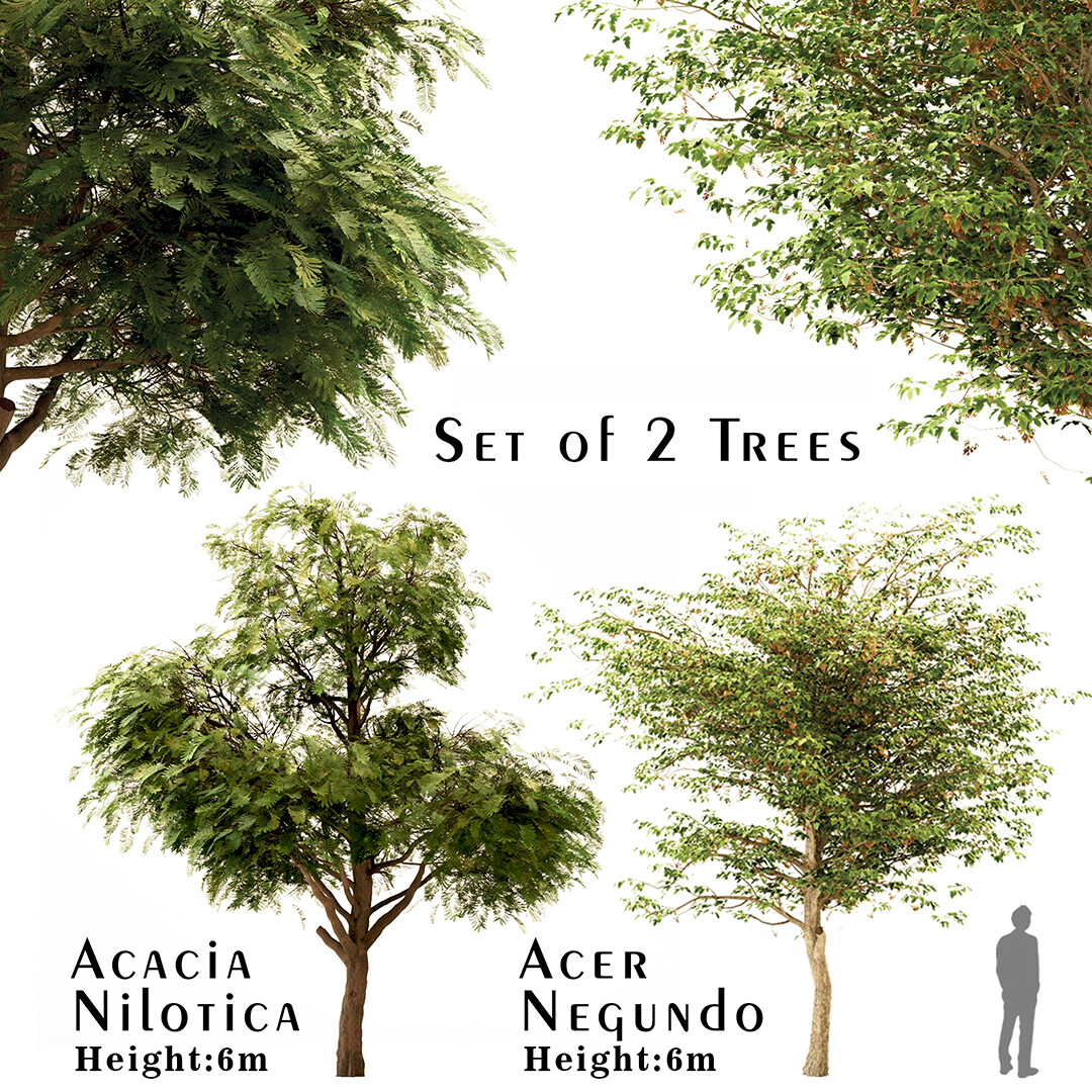 Nep Nep ou Acacia Nilotica – Nature Gifts