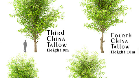 Set of China Tallow (Triadica Sebifera) Trees (4 Trees)