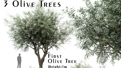 Set of Olive Trees (Olea europaea) (3 Trees)