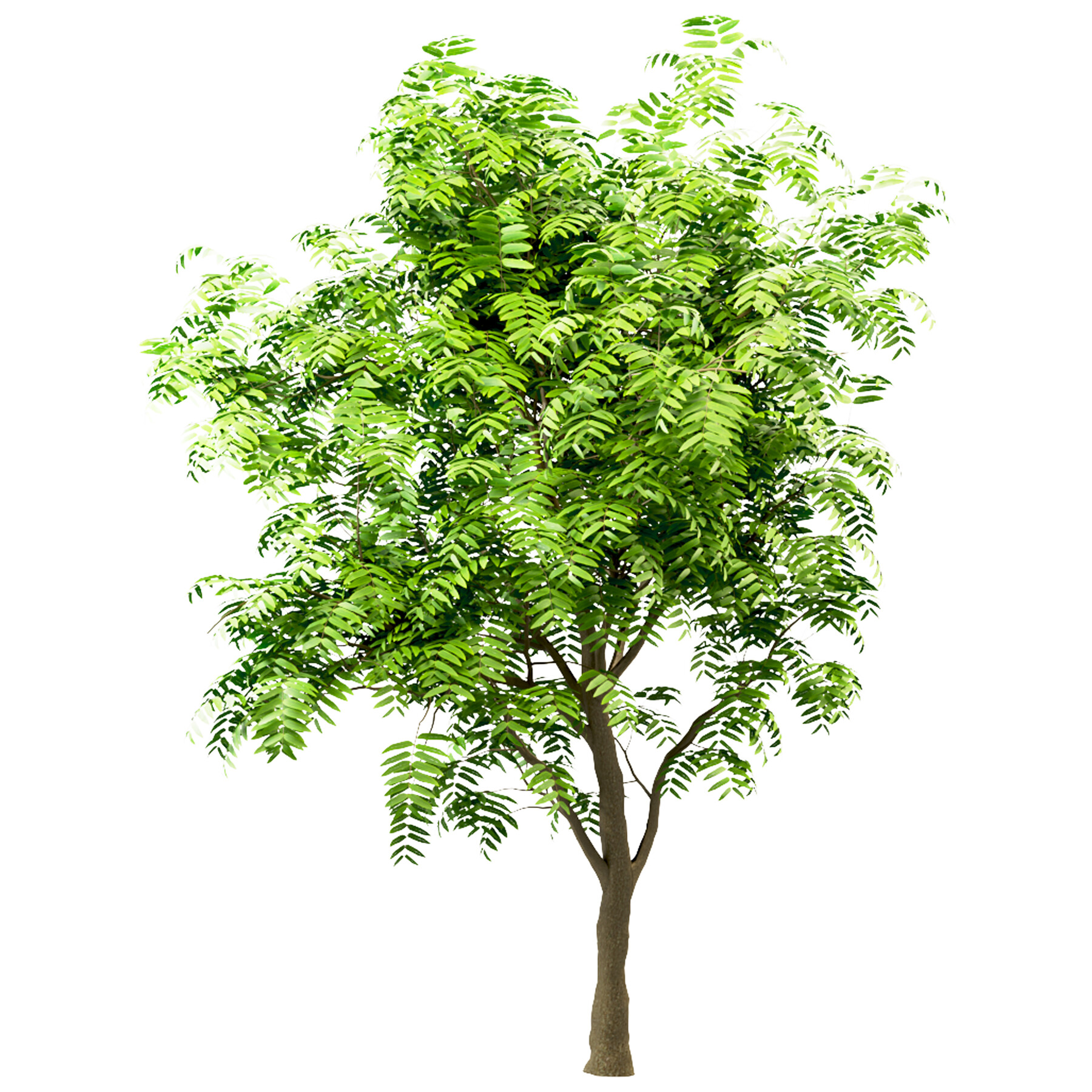 ArtStation Set of Tree of Heaven (Ailanthus Altissima) (4 Trees