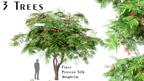 Set of Persian Silk Trees (Albizia julibrissin) (3 Trees)