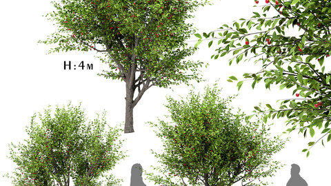 Set of Sour Cherry Trees (Prunus Cerasus) (3 Trees)