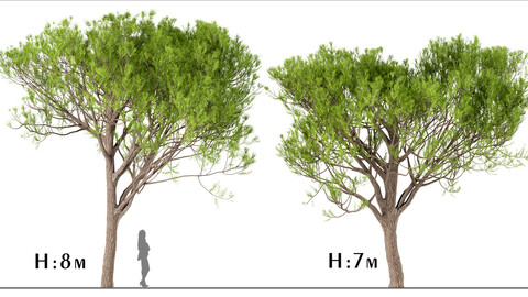 Set of Stone Pine Trees (Italian Pine or Pinus Pinea) (4 Trees)