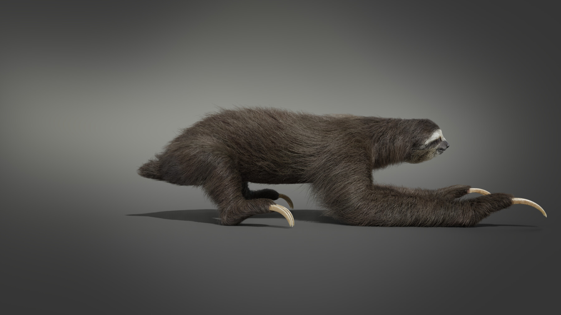 VFX models - Three-Toed Sloth