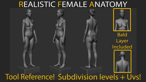 Realistic Female Anatomy