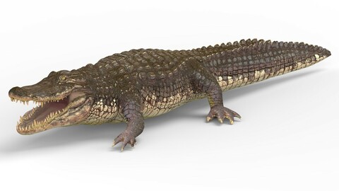 Alligator With PBR Textures