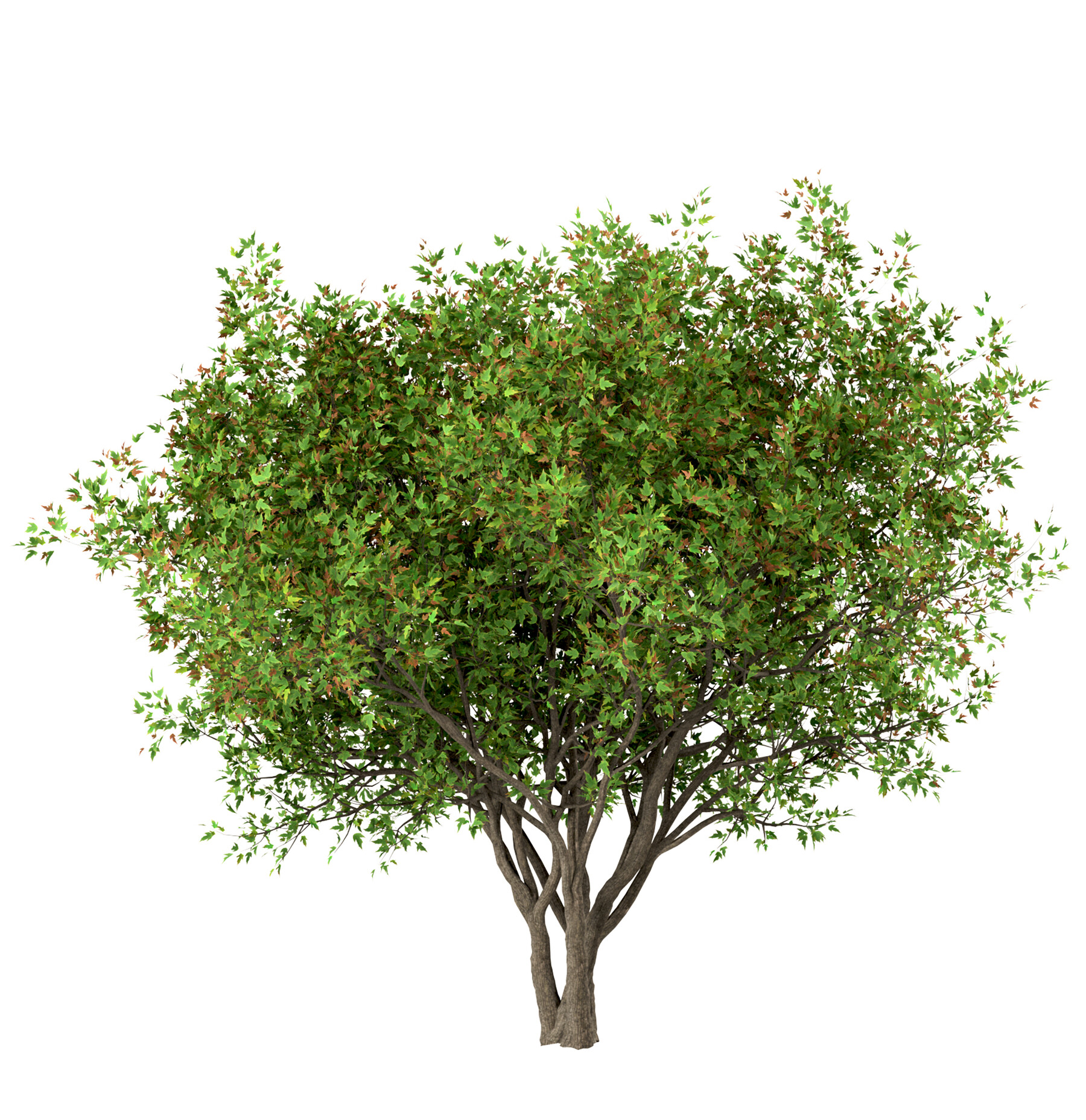 Trees 4 trees. Клен Гиннала 3д. Acer ginnala. Acer ginnala 3d. Клен Гиннала 3d модель.