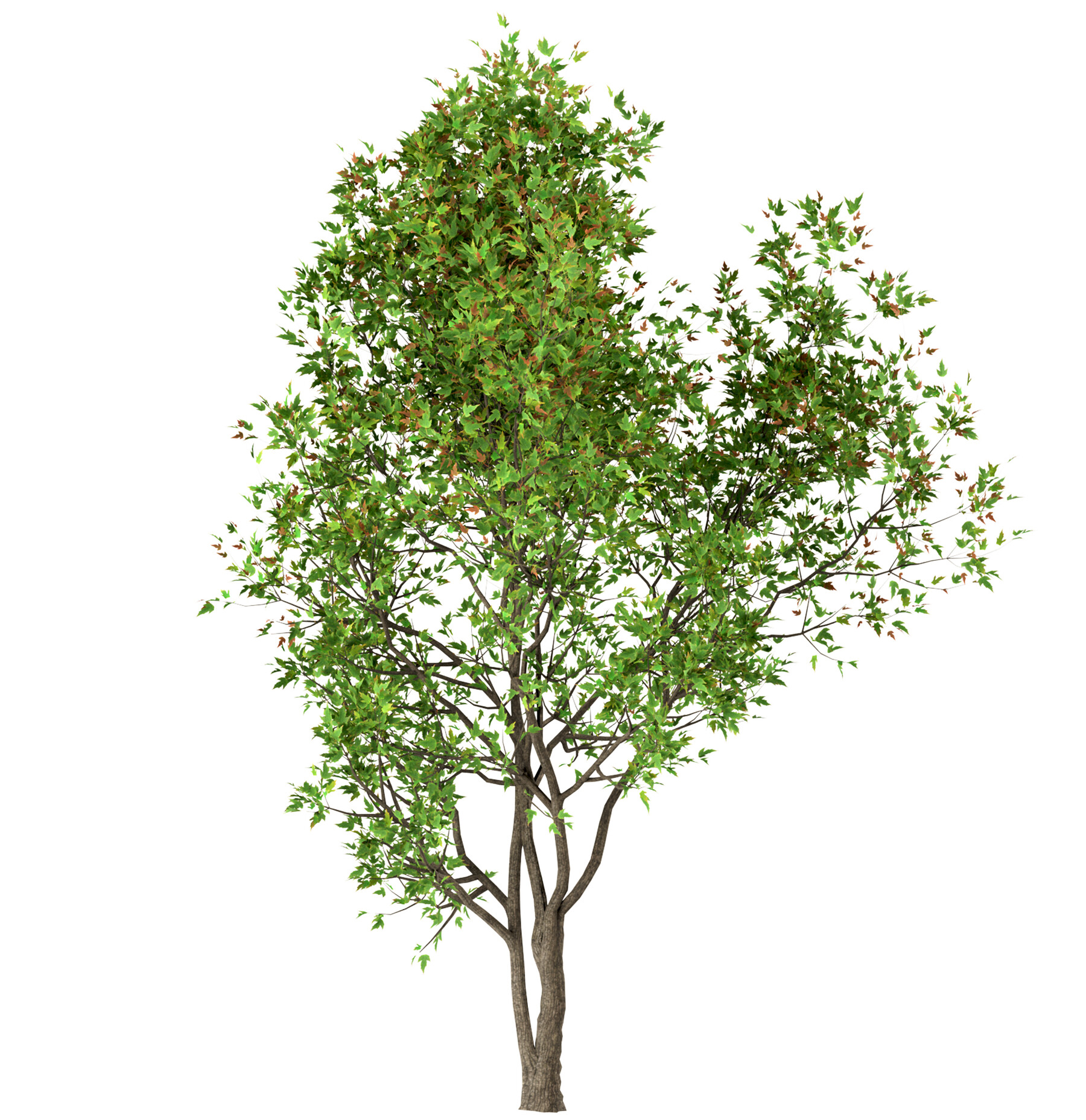 Мебельное дерево 4 буквы. Клен Гиннала 3 д модель. Масляное дерево 4 буквы. Acer ginnala PNG. Серостволое дерево 4 буквы.