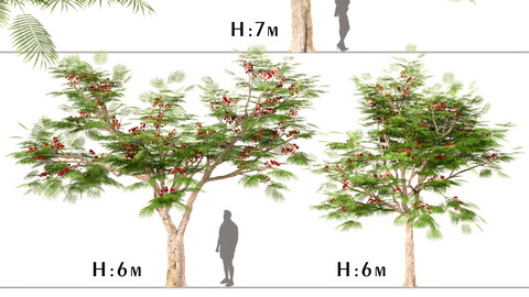 Set of Flamboyant Trees (Royal Poinciana) (3 Trees)