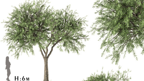 Set of Olive Trees (Olea Europaea) (3 Trees)