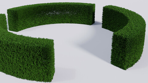 Ligustrum ovalifolium