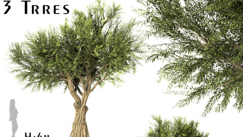 Set of Olive Trees (Olea Europaea) (3 Trees)