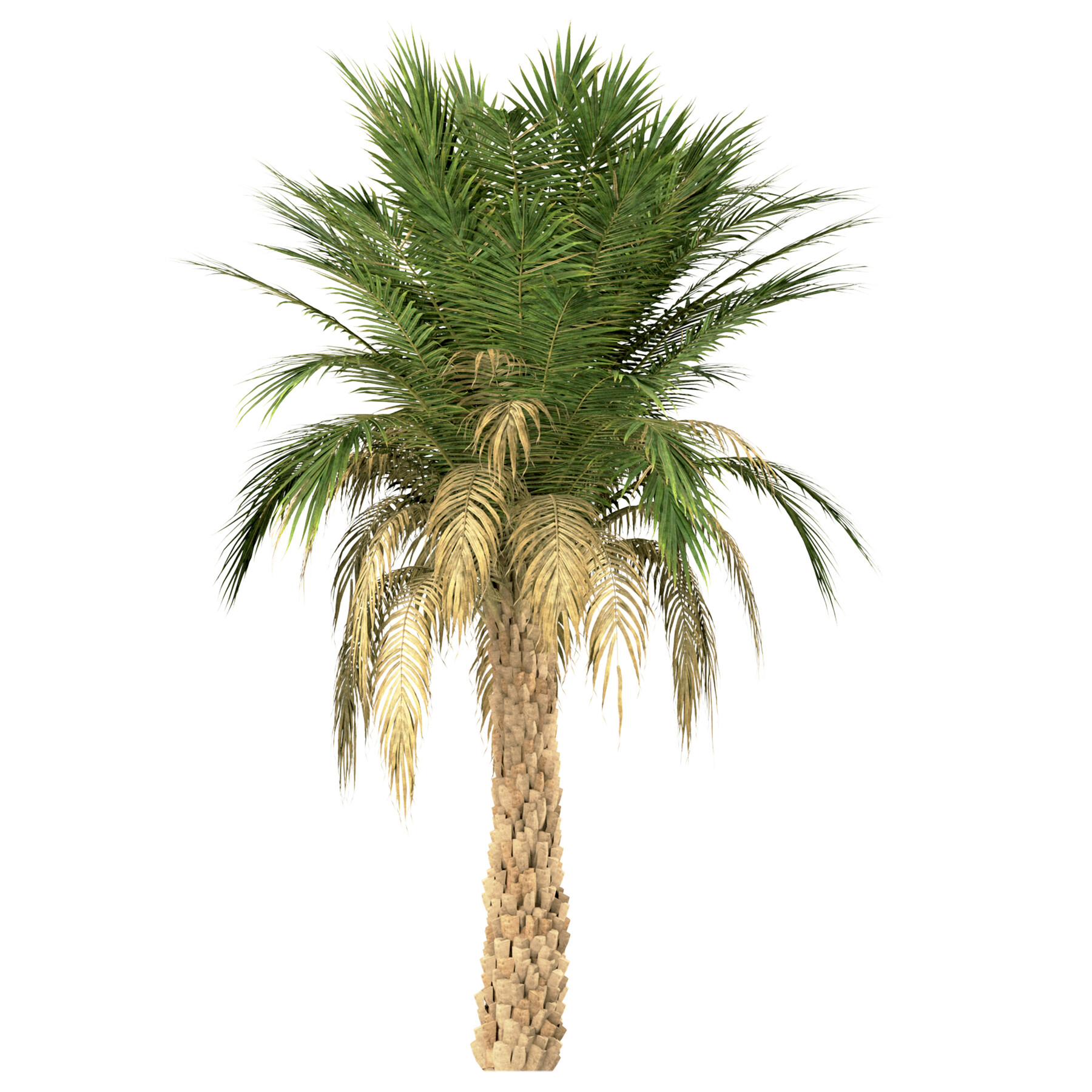 ArtStation - Set of Silver Date Palm Trees (Phoenix Sylvestris) (3 ...