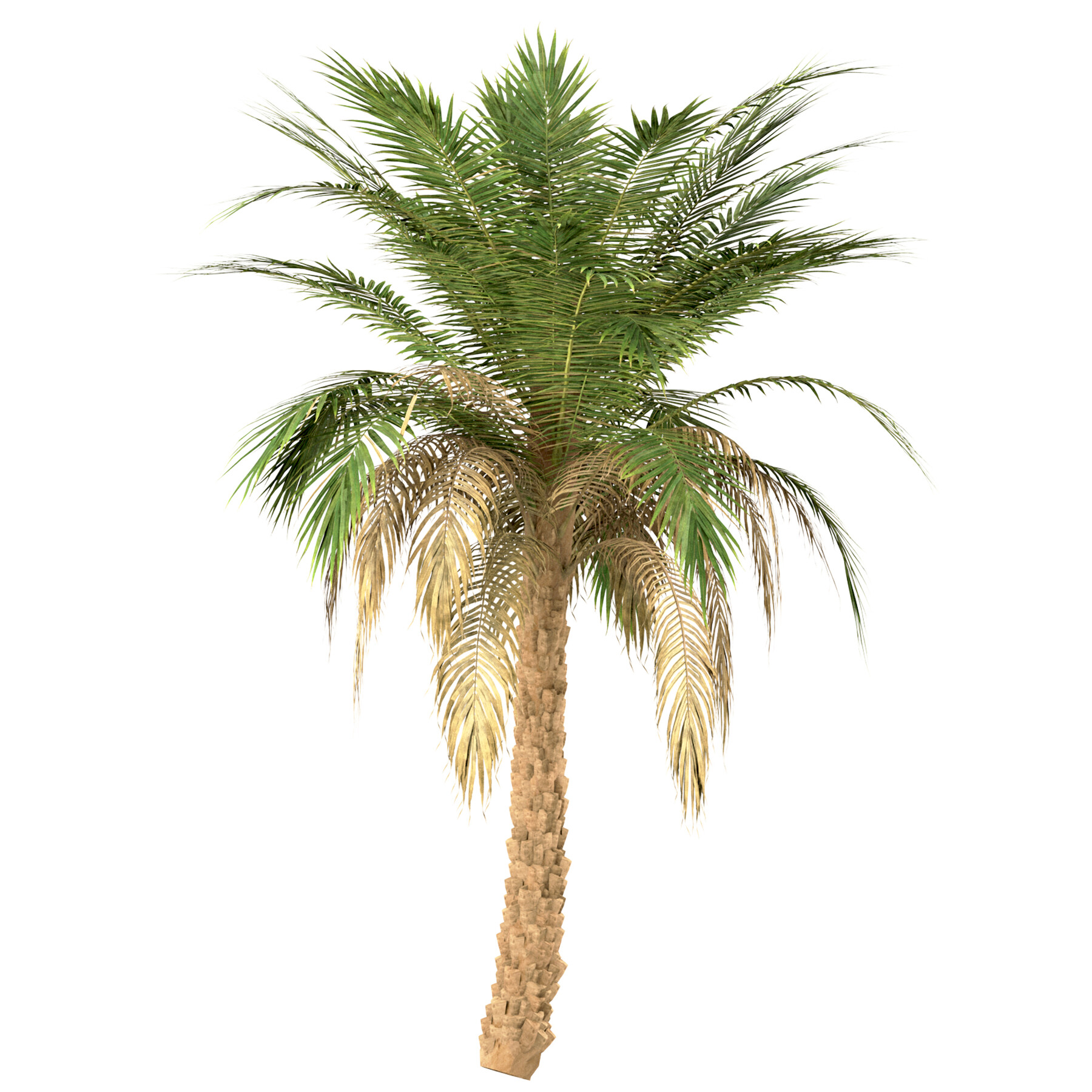 ArtStation - Set of Silver Date Palm Trees (Phoenix Sylvestris) (3 ...