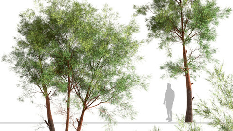 Set of Pinus Sylvestris Trees (Scots Pine)