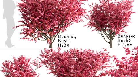 Set of Burning Bush Bushes (Euonymus Alatus)