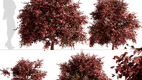 Set of Berberis Ottawensis Bushes (Barberry)