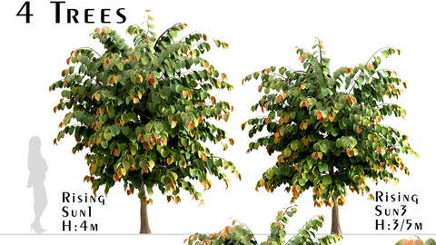 Set of Rising Sun Redbud Trees (Cercis Canadensis) (4 Trees)