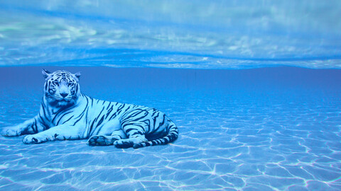 Underwater Tiger